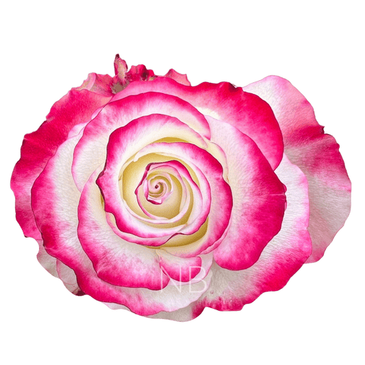 SWEETNESS BICOLOR W/R ROSE 60 CM