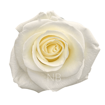 compare product TIBET WHITE ROSE 40 CM