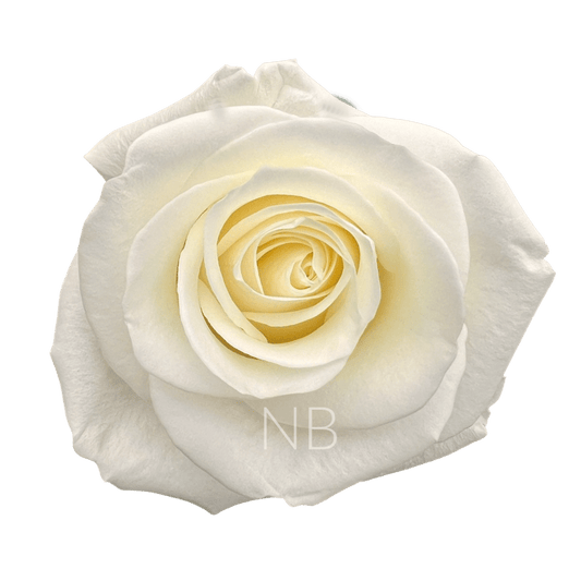 TIBET WHITE ROSE 40 CM