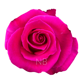 compare product TOPAZ HOT PINK ROSE 70 CM