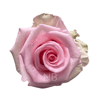 compare product UNFORGIVEN LIGHT PINK ROSE 70 CM