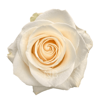 compare product VENDELA WHITE ROSE 40 CM