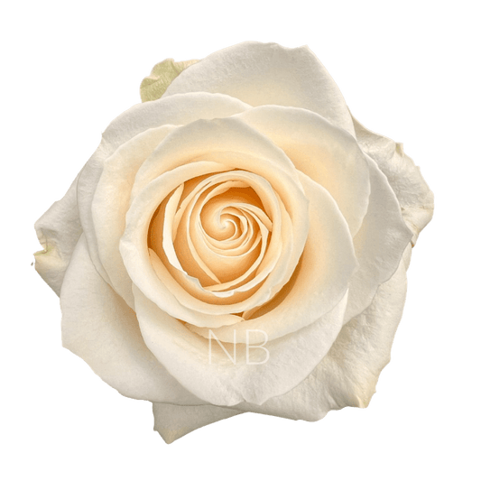 VENDELA WHITE ROSE 40 CM