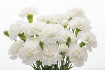 compare product Mini Carn White Select 30 B/H