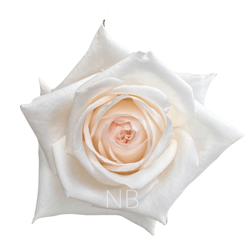 WHITE O'HARA WHITE ROSE 40 CM