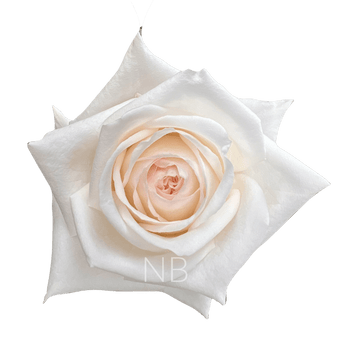 compare product WHITE O'HARA WHITE ROSE 40 CM