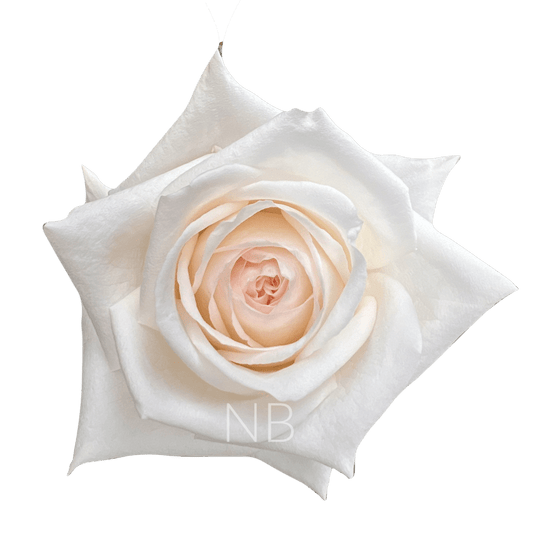 WHITE O'HARA WHITE ROSE 40 CM