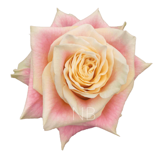 WILD CROWN BICOLOR PINK ROSE 50 CM