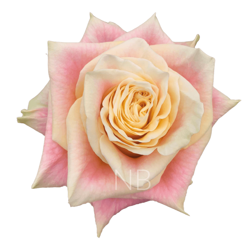 WILD CROWN BICOLOR PINK ROSE 60 CM